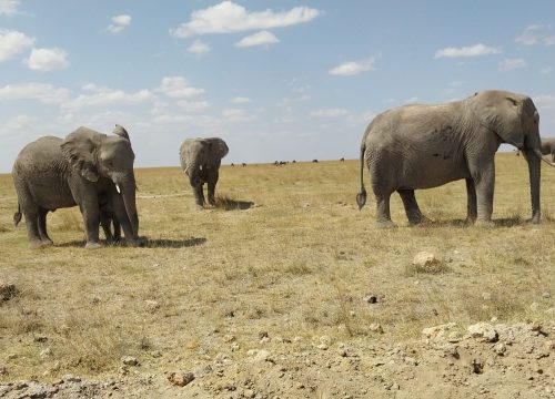 Extraordinary Safari Journeys: Explore the Best 2025!