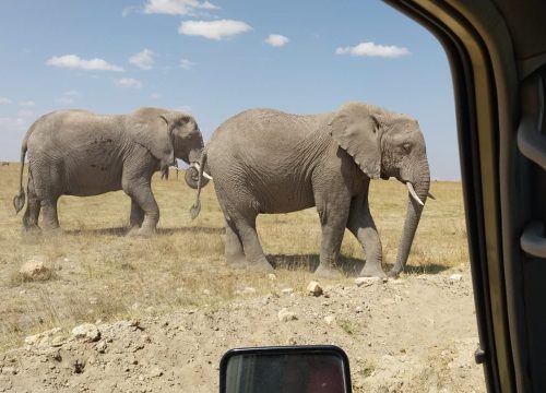 Kenya Safari
