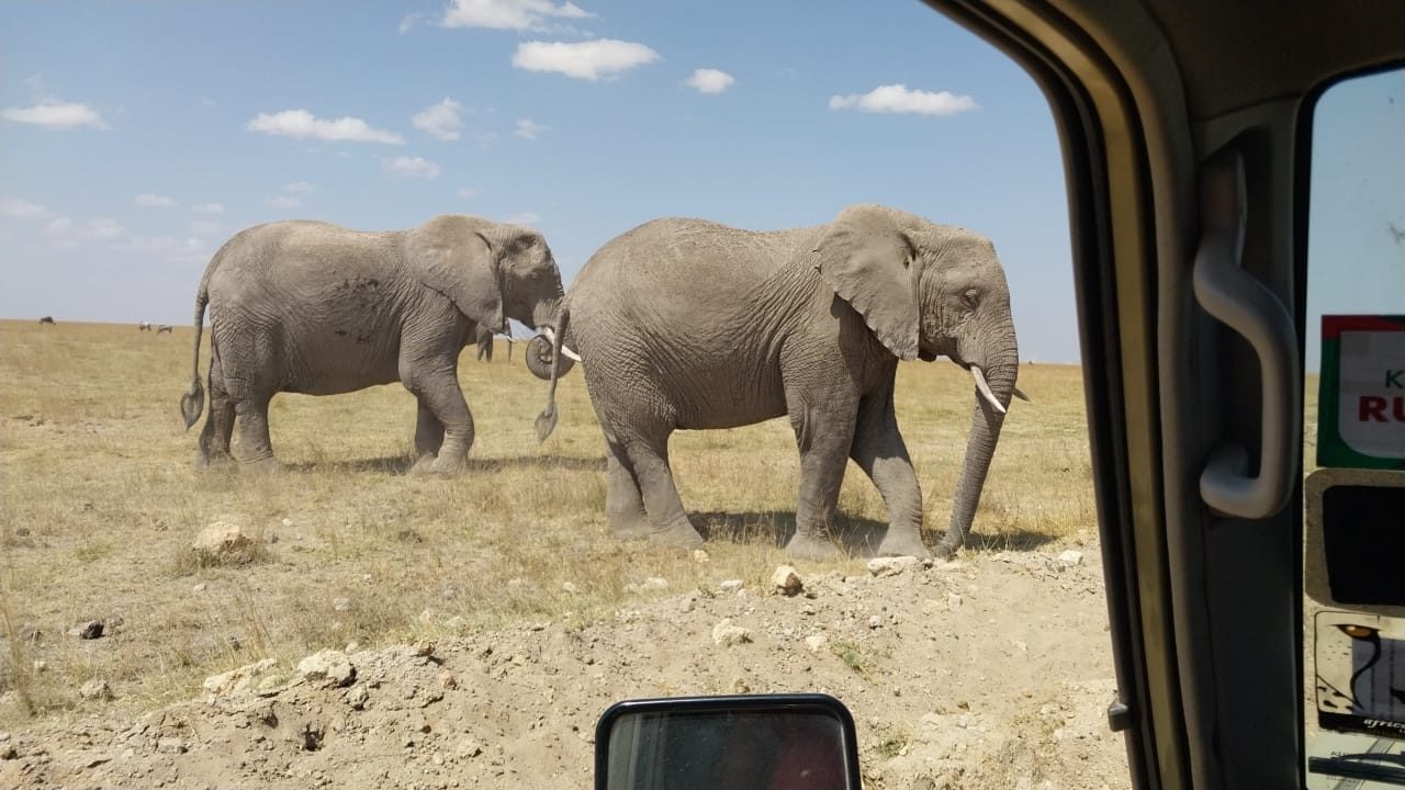 Kenya Safari