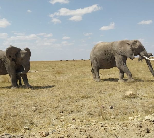 Elephant on Safari in kenya