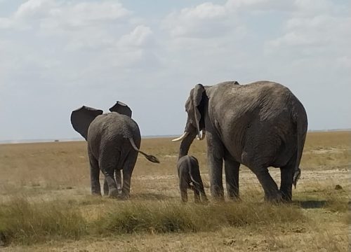 5 safari Kenya Holidays Places That You Didn’t Know Exist