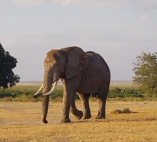 Elephant