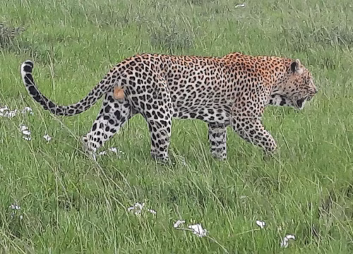 Complete Guide to Booking a Kenya Safari Tour
