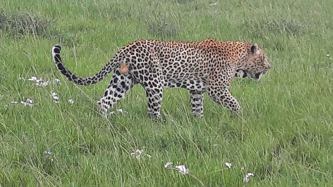 Cheetah Kenya Safari