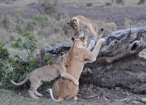 What to expect when on safari in Kenya