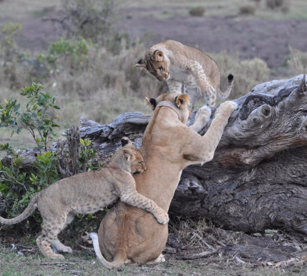 Kenya Safari