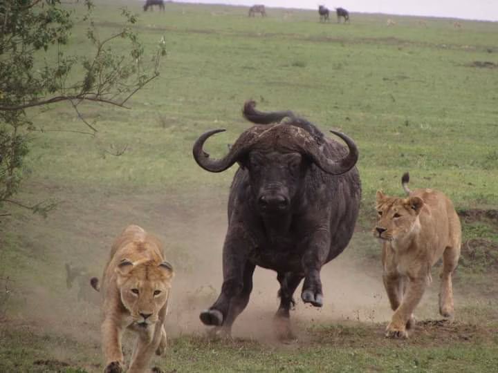 Buffalo - Safari in Kenya