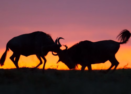 🐘 Big Five Safaris Kenya: 7 Insider Secrets for 2025 (Beyond the Obvious!)