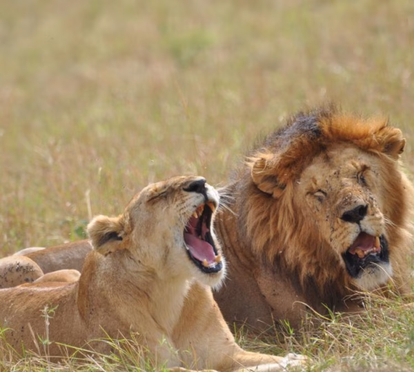 The big five - Lion