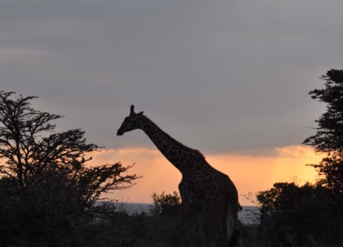 Experience the Magic of Kenya Safaris