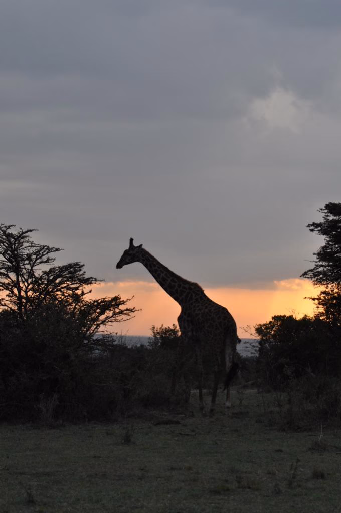 Giraffe