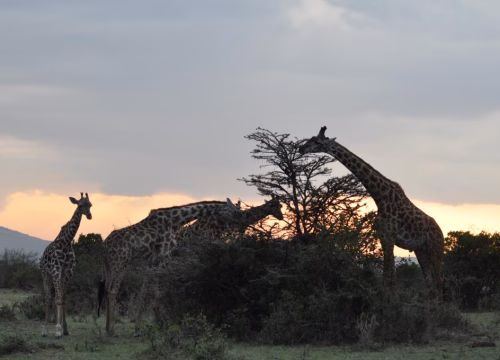 Outstanding Secrets: When to Visit Kenya & Tanzania