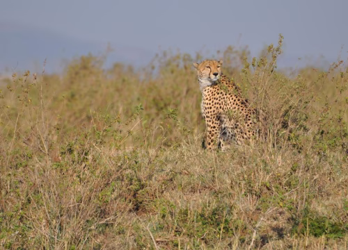 Ultimate Photography Safaris: Energize Your Creative Passion
