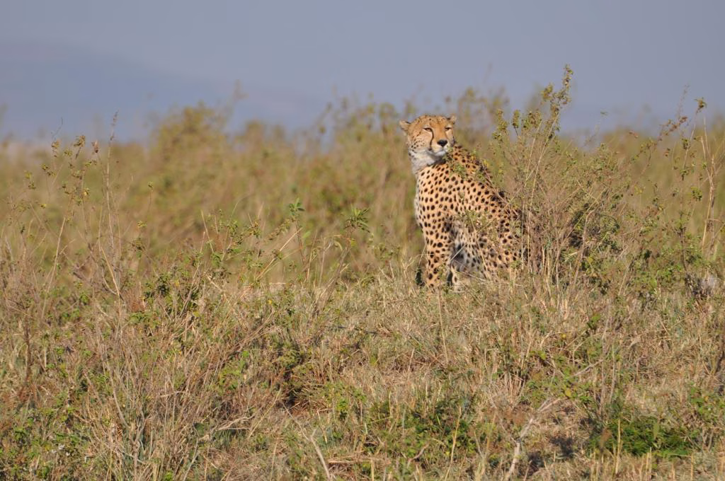 Cheetah on Safari