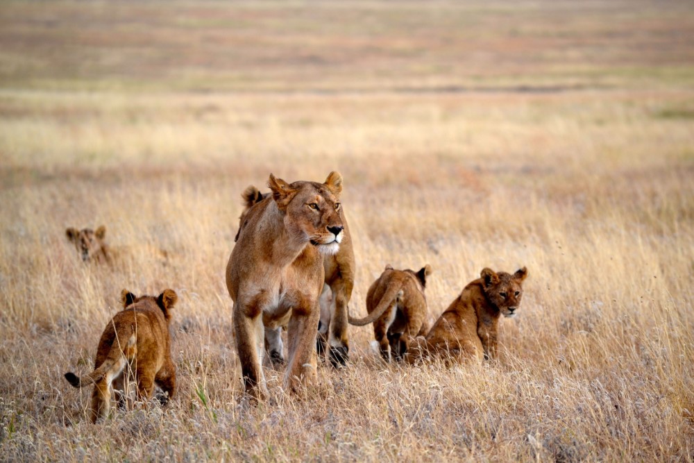 lions in one of the many safari destinations in africa