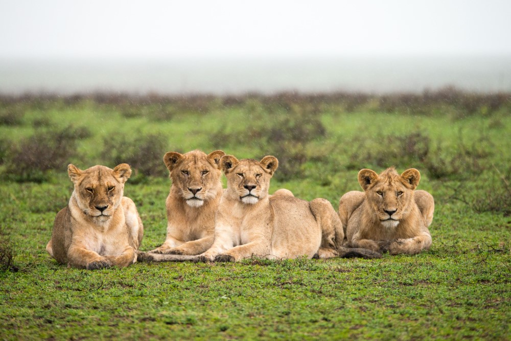 safari in africa lion images