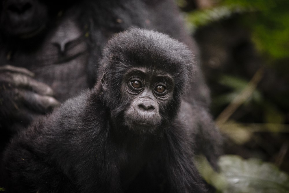 safari in africa gorilla images