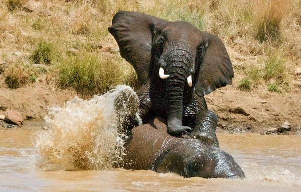 elephant safari in kenya masai mara