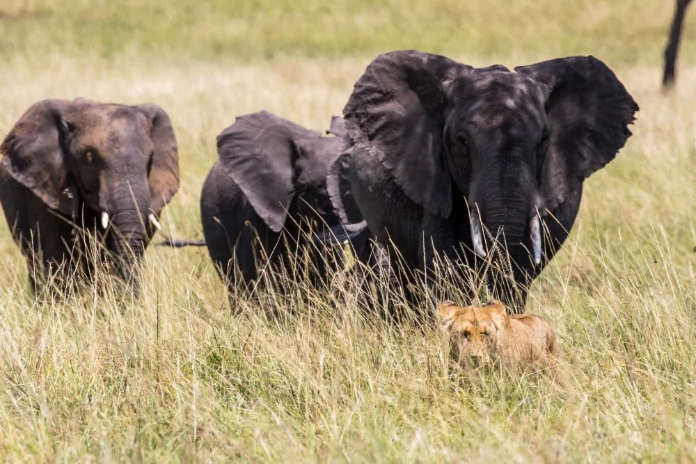private safari kenya