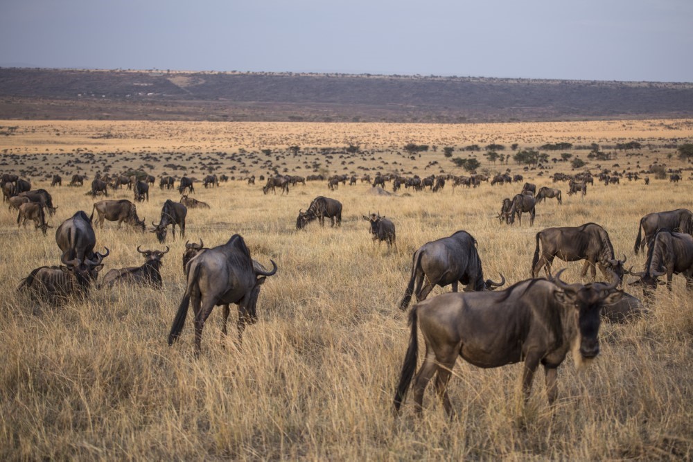 safari kenya wildebeest migration