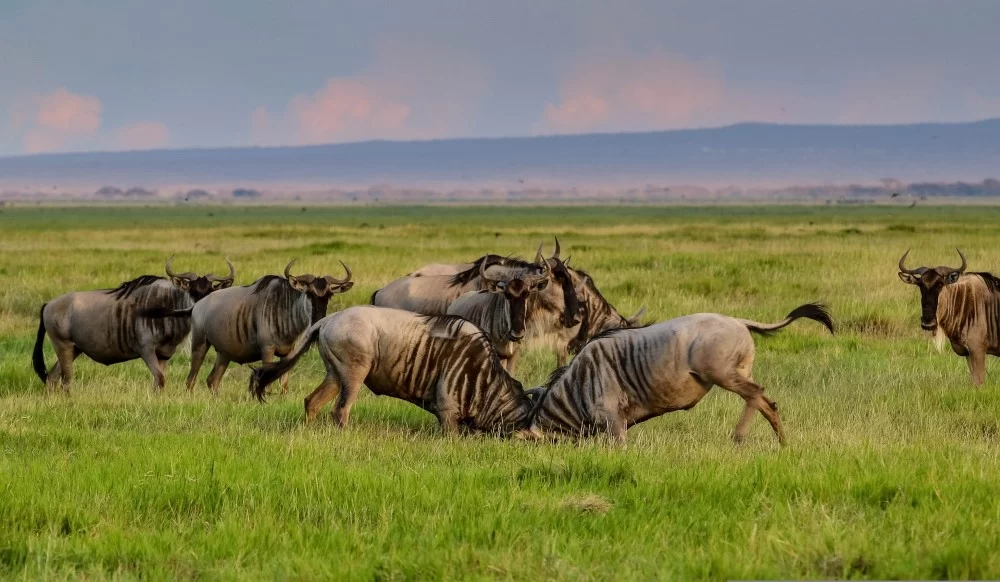 wildlife safari kenya
