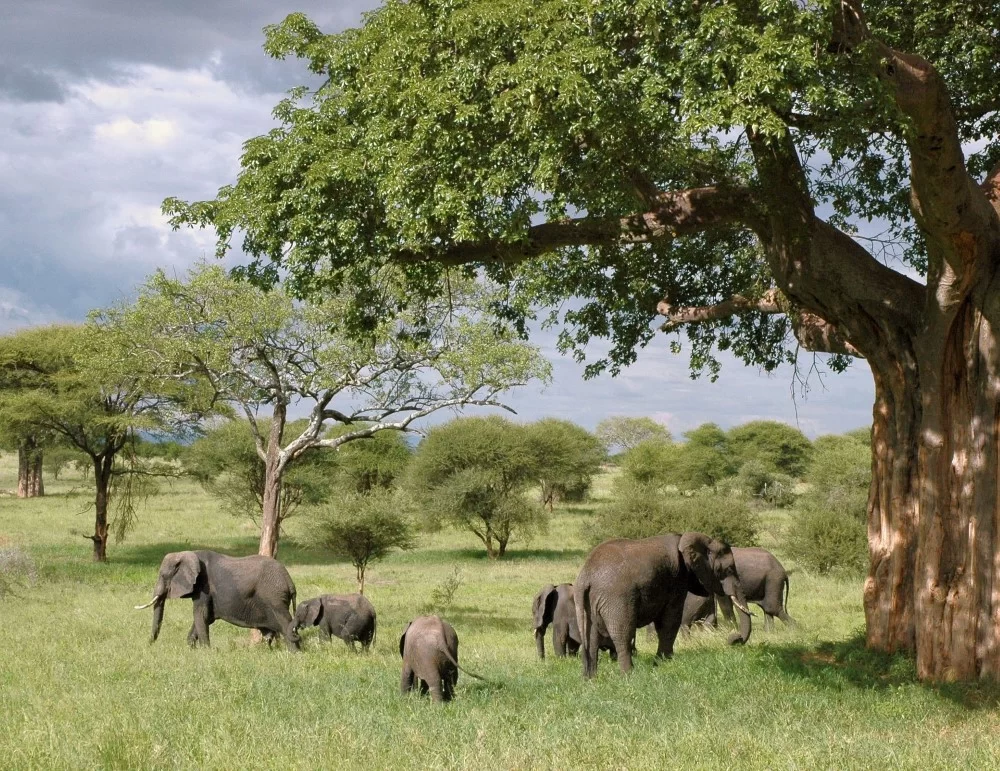 safari kenya and tanzania