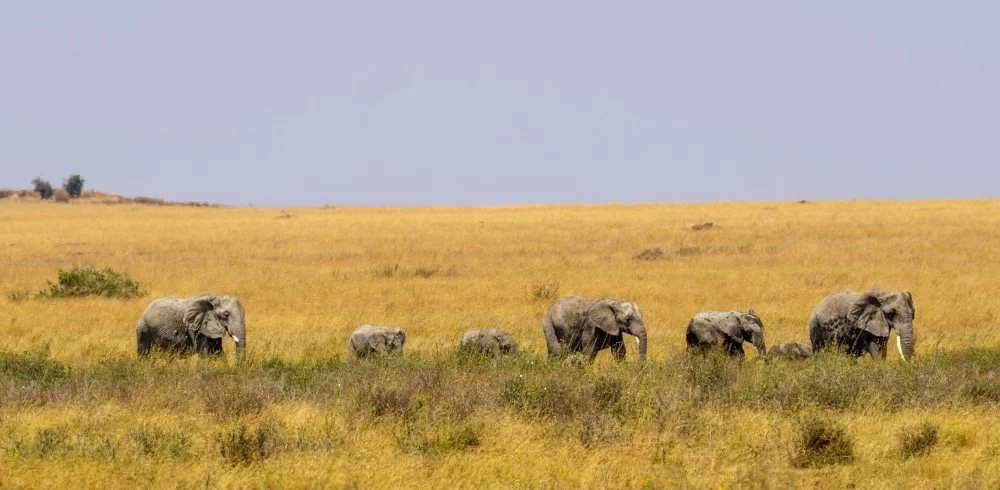 kenya vs tanzania safari