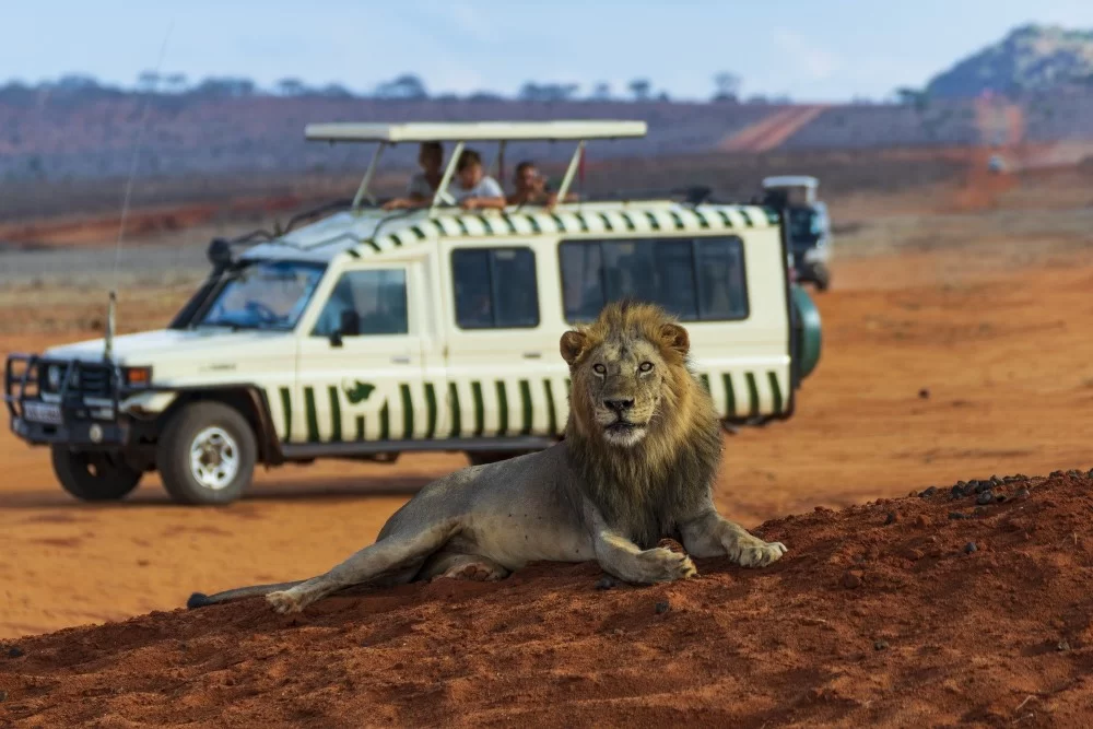 wildlife safari kenya