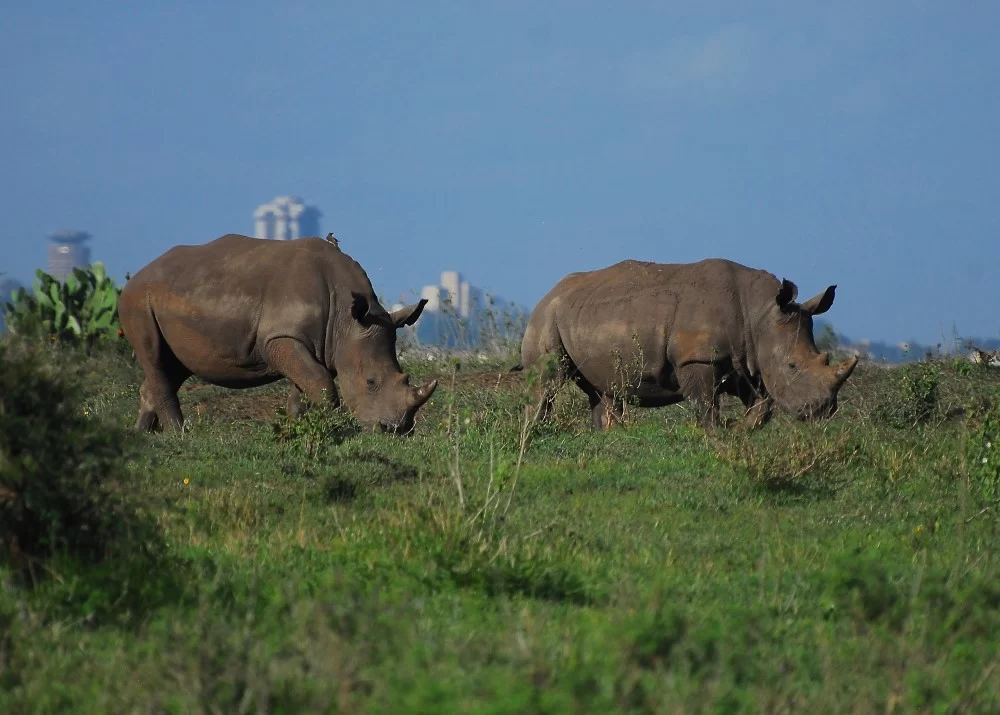 buffallos safari in kenya facts