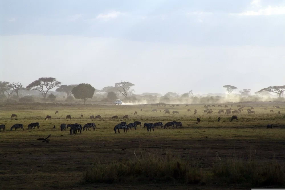 africa safari kenya