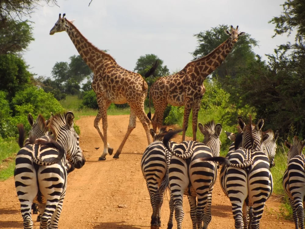 kenya vs tanzania safari