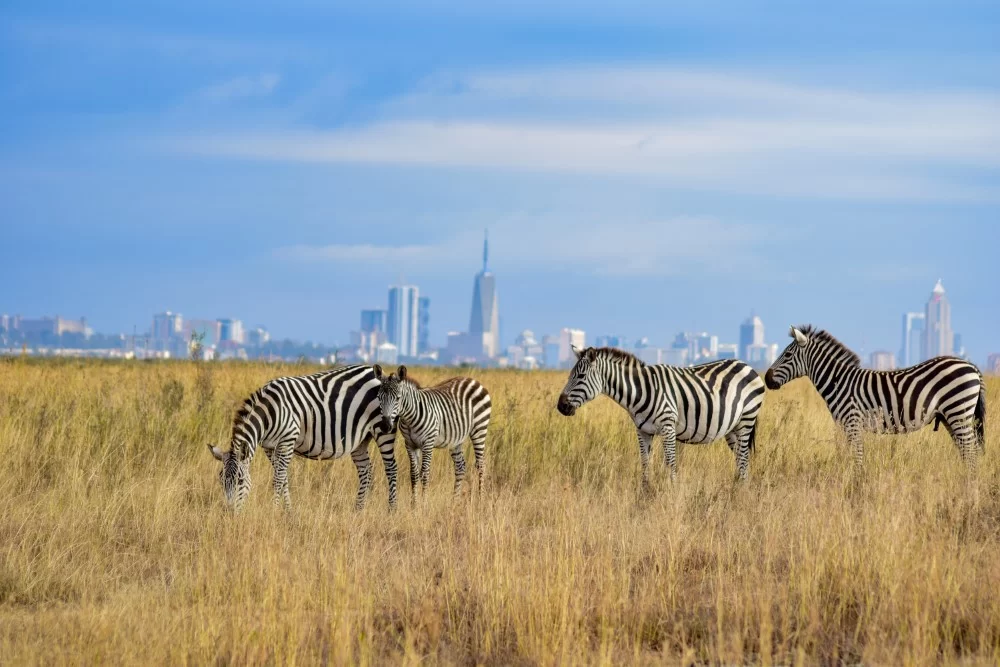 safari destinations kenya
