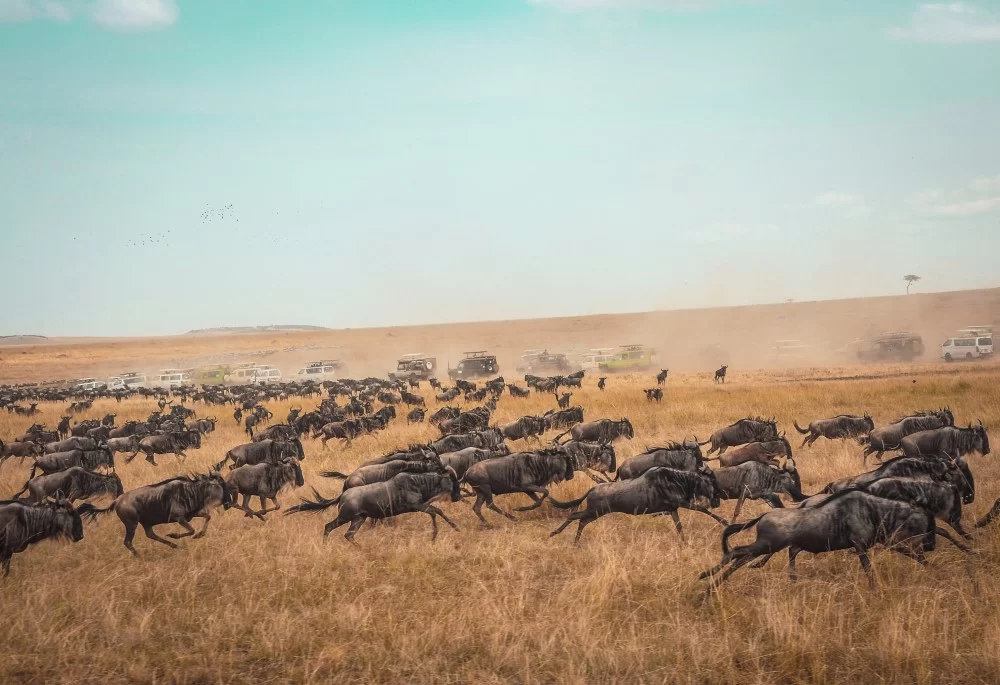Wildbeest migration in Maasai mara