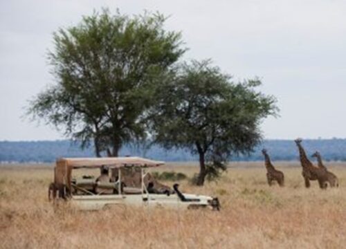 7 Days 6 Nights Best of Tanzania Safari