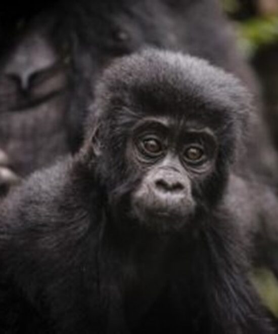 Ultra-Luxury 5 Day Gorilla Trekking Safari