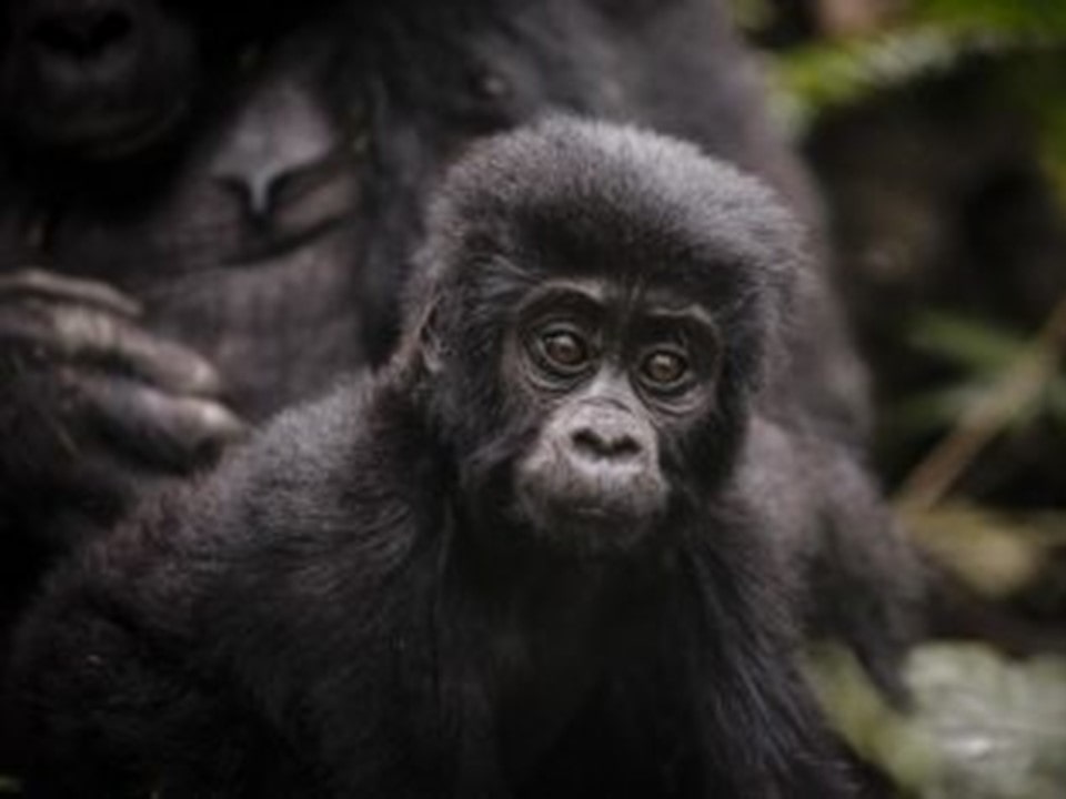 Ultra-Luxury 5 Day Gorilla Trekking Safari