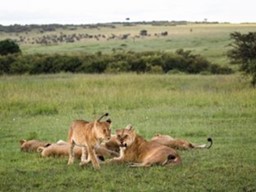 Here is How to Get the Right Price for Safari Kenya Packages