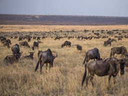 Luxury Safari Kenya. What to Expect?
