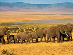 Kenya Safari Vacation: Best Safari Vacation ideas this Summer