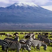 Best of Amboseli National Park