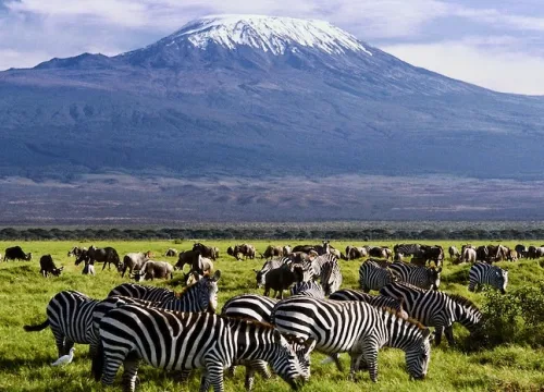 Best Kenya Tanzania Safari Tours: Unforgettable Wildlife Adventures