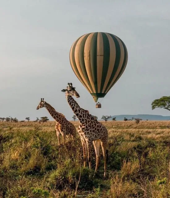 7 Days Best of Tanzania Safari