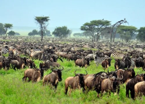 5 Days Tanzania Safari