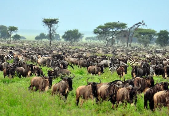 5 Days Tanzania Safari