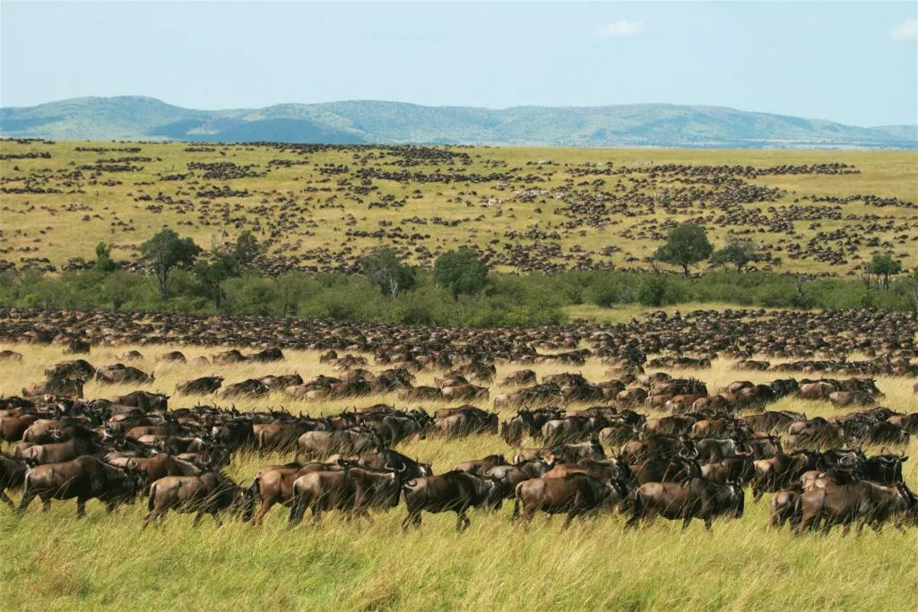 3 Day Flying Safari Masai Mara