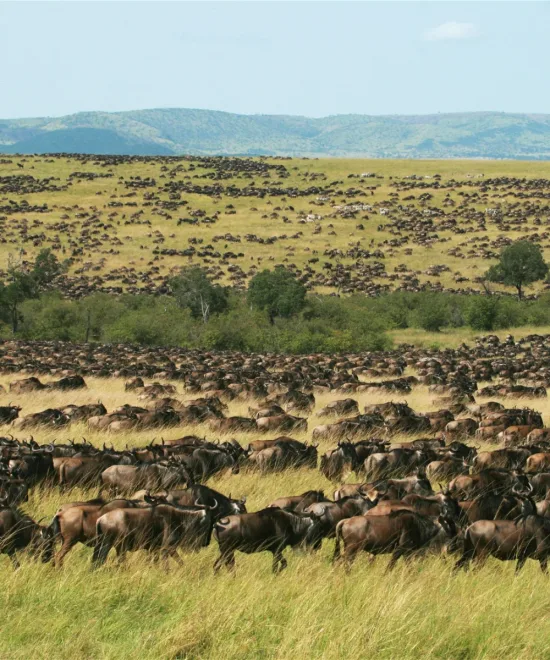 3 Day Flying Safari Masai Mara