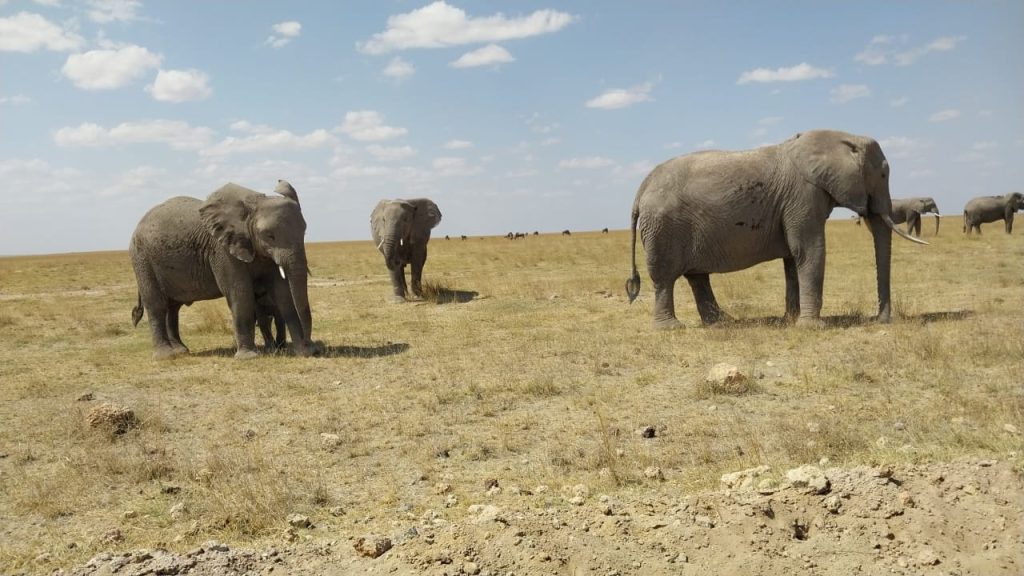 Top 10 Safari Destinations in Kenya and Tanzania to Experience in 2025