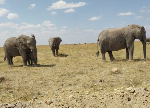 Top 10 Safari Destinations in Kenya and Tanzania to Experience in 2025