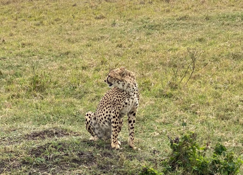 3-DAY FLYING MASAI MARA