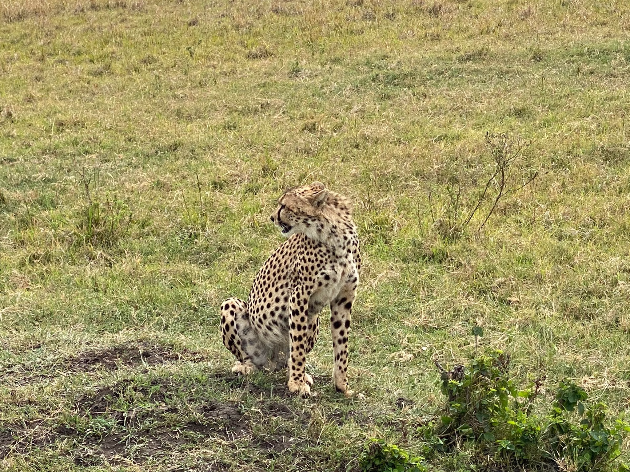 3-DAY FLYING MASAI MARA